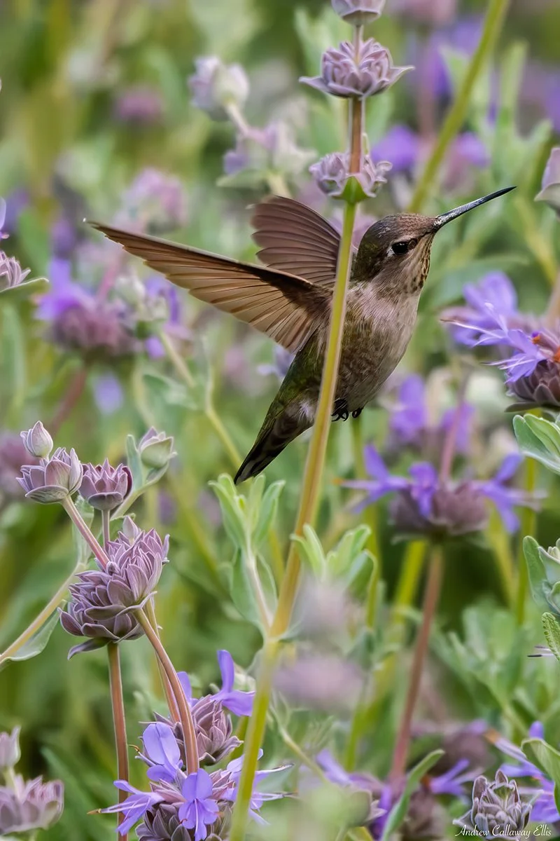 Anna's Hummingbird-9974_CBG_26Apr2026.jpg