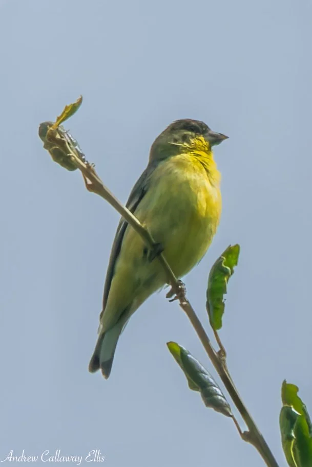 CBG-9835_26Apr2026.jpg