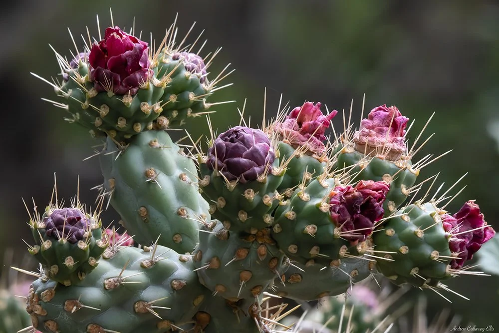 Opuntia-9796_CBG_26Apr2026.jpg