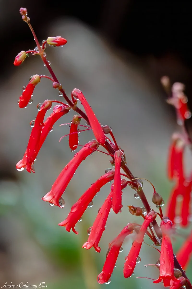 Penstemon-9321_12Apr2026.jpg