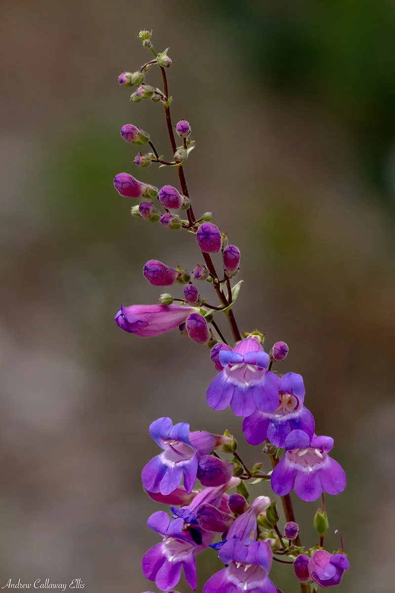 Penstemon-spectabilis-9837_CBG_26Apr2026.jpg