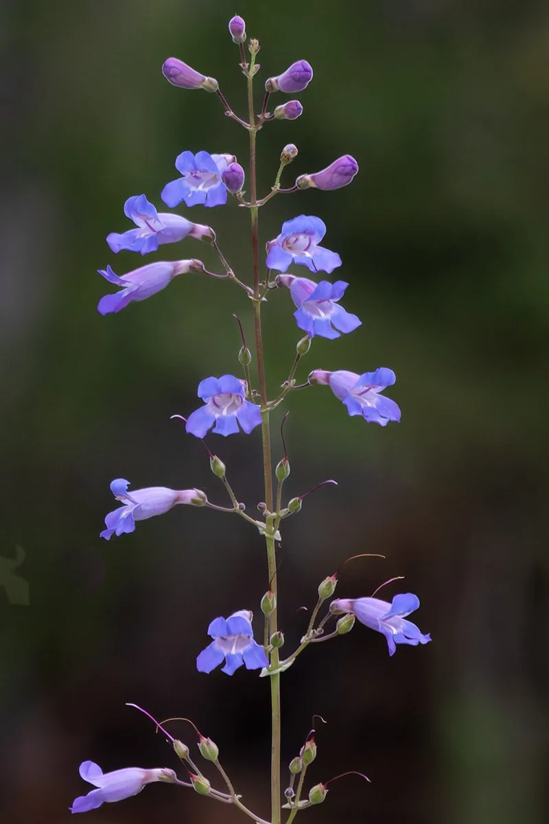 Penstemon-spectabilis-9886_CBG_26Apr2026.jpg