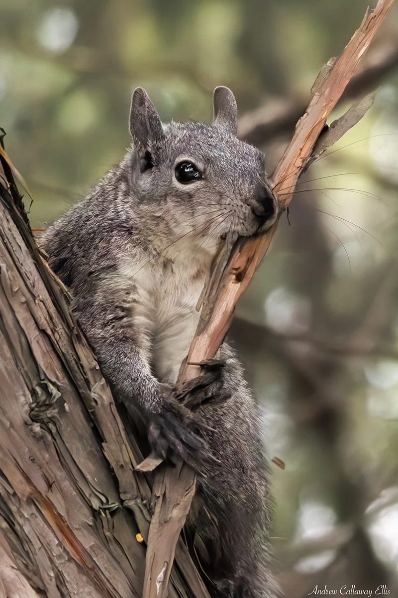 Sciurus griseus-9875_26Apr2026.jpg
