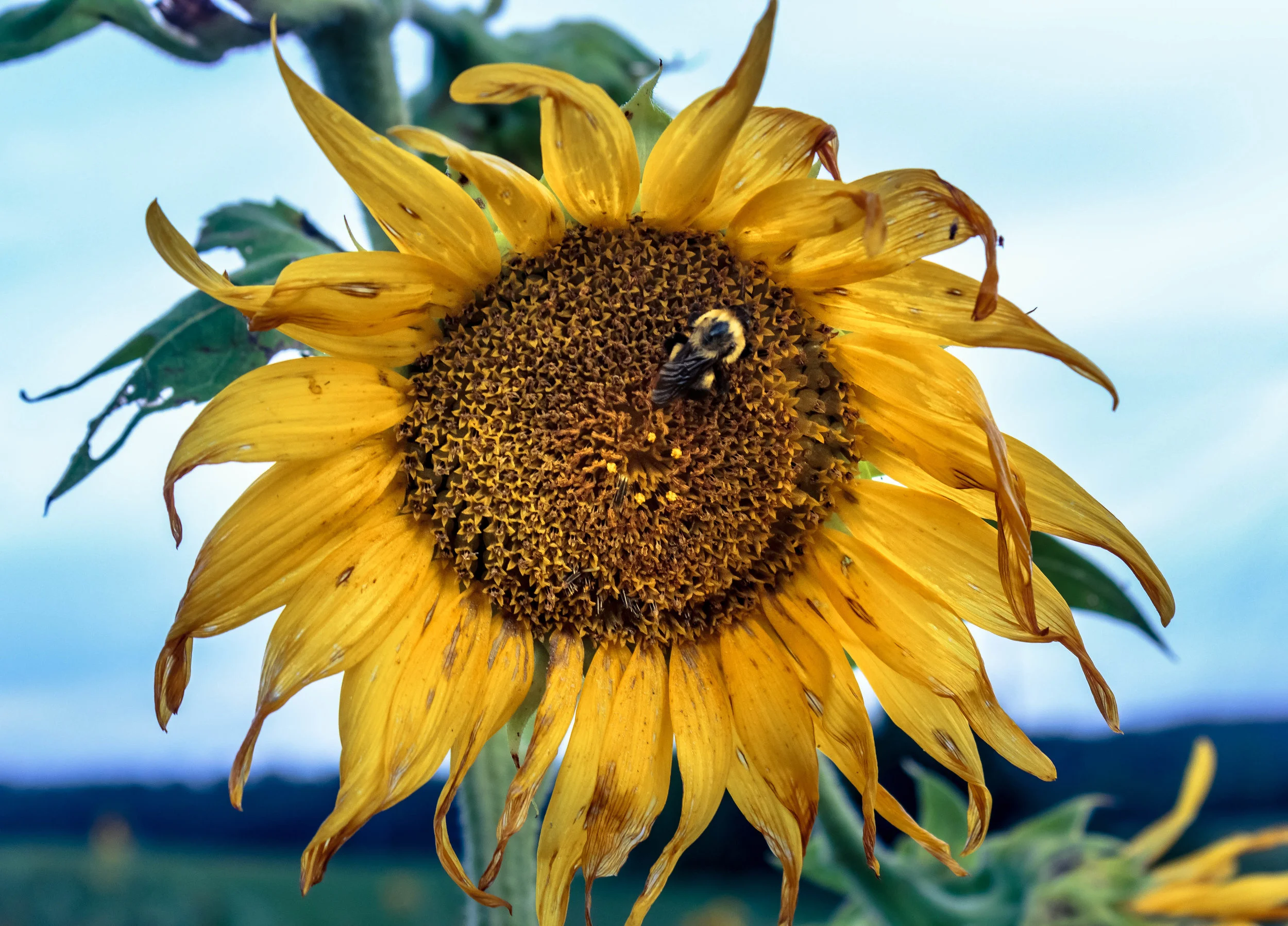 Bee in a Sunflower, Seven Island State Park, Tennessee