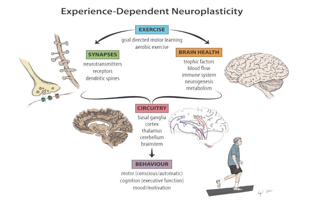 Used with permission Petzinger et al 2013