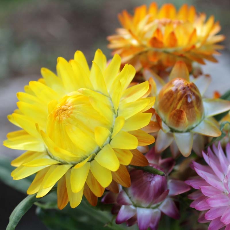 Strawflower