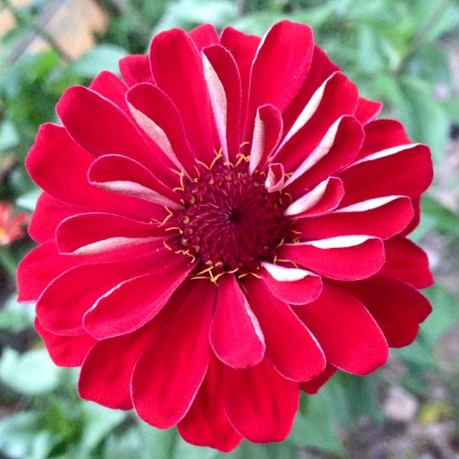 Zinnia