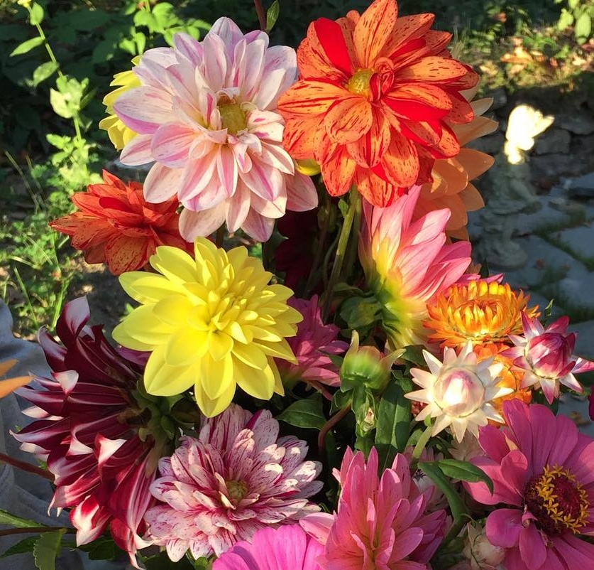 Dahlias