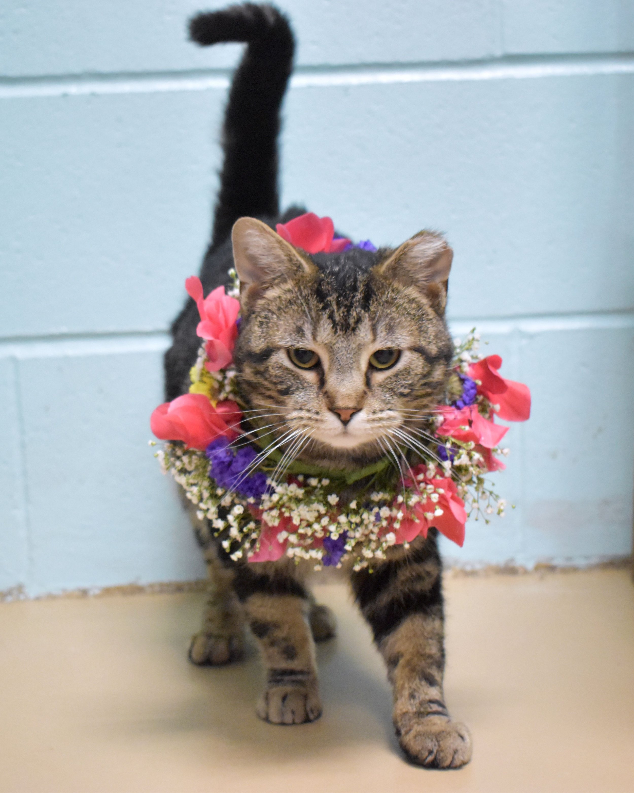 Petals &amp; Paws: Why I Make Floral Collars for Shelter Pets 