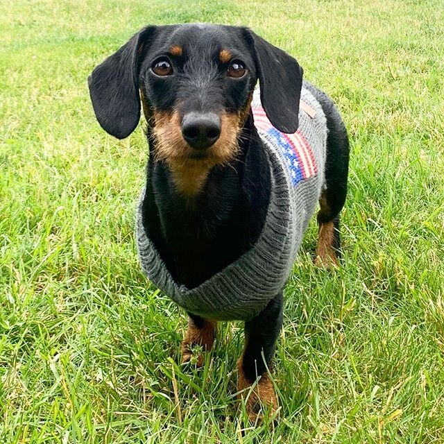 My brother&rsquo;s glamour shot from this weekend! Is he a handsome boy?? #doxie #doxielife #dachshundsofinstagram #doxiesofinstagram #dogsofinstagram #doglovers #cutepups #mansbestfriend #dachshundlover #minidoxie #dachshundnation #doxiefever #weine