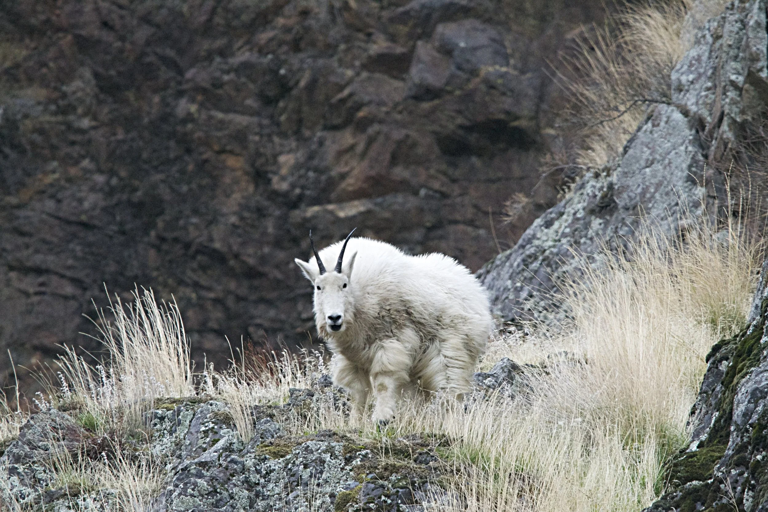 Inhabitants of Hell's Canyon