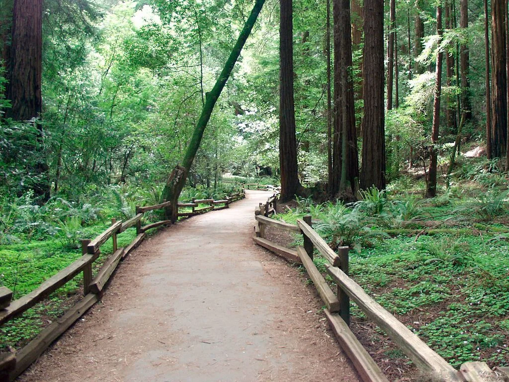 Muir Woods Path.jpg