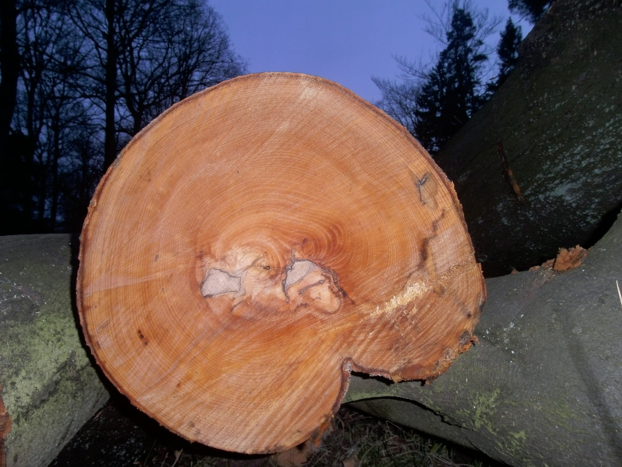 sawn timber _ 3.jpg
