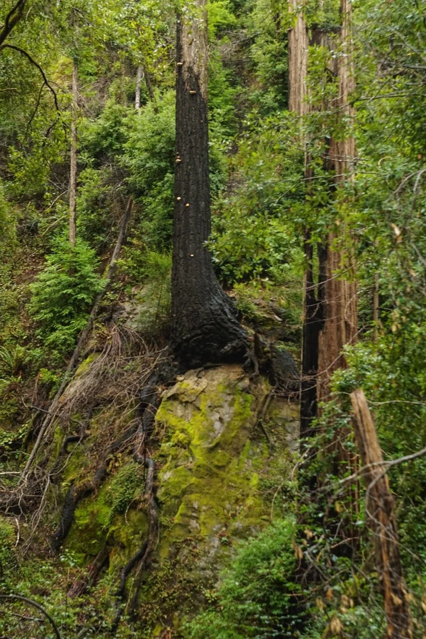 big_basin_edited-34 Large.jpeg