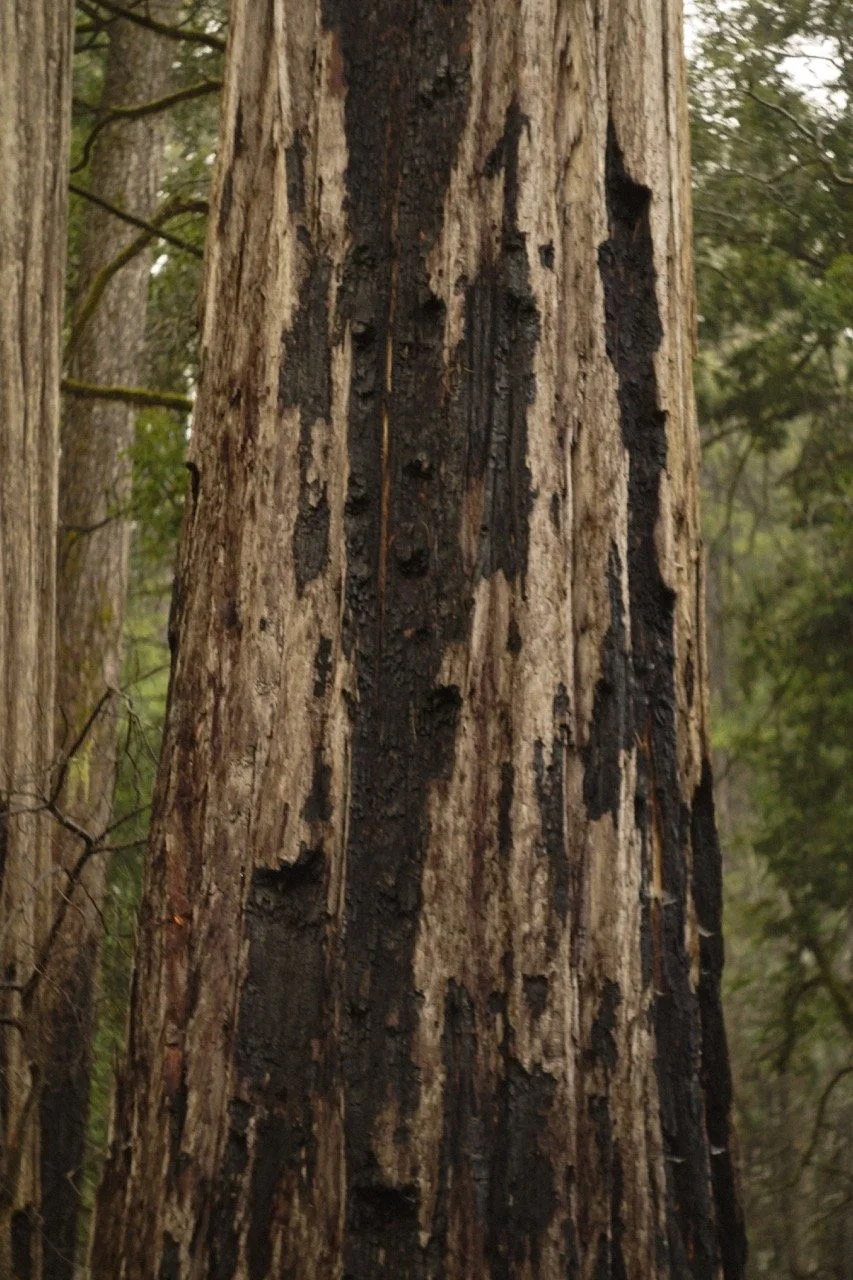 big_basin_edited-68 Large.jpeg