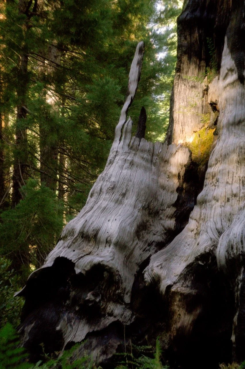 26 Sequoia-224 Large.jpeg