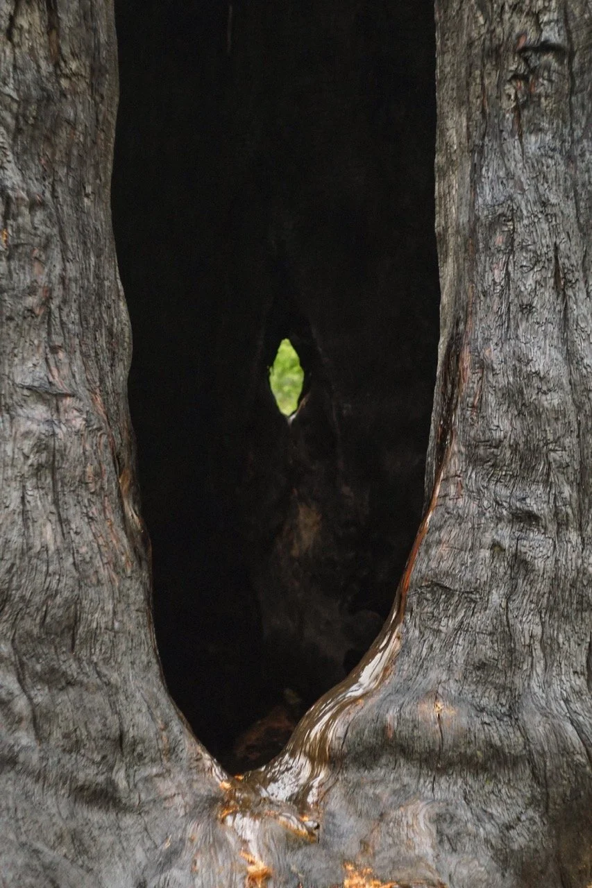 big_basin_edited-52 Large.jpeg