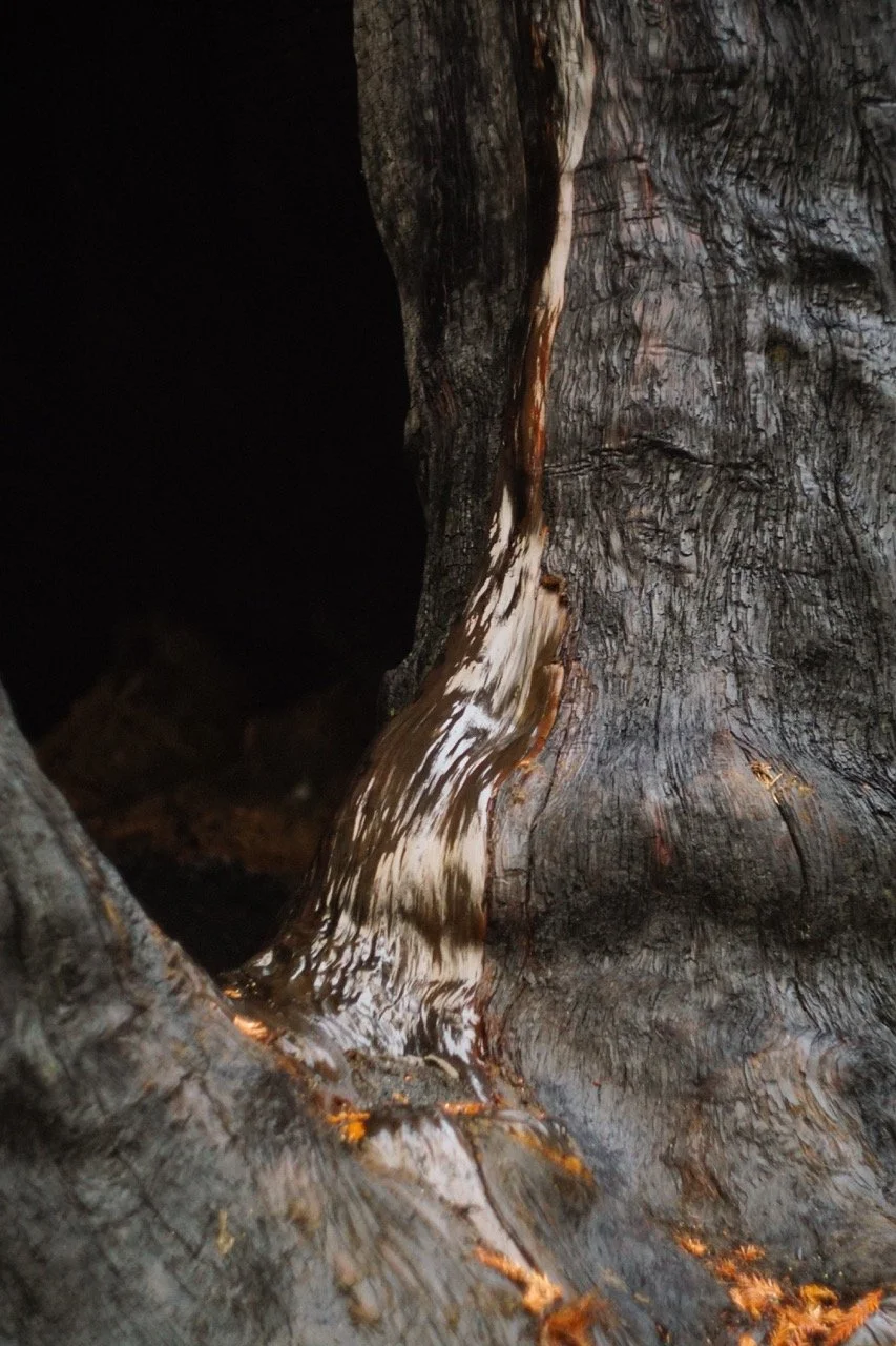 big_basin_edited-51 Large.jpeg