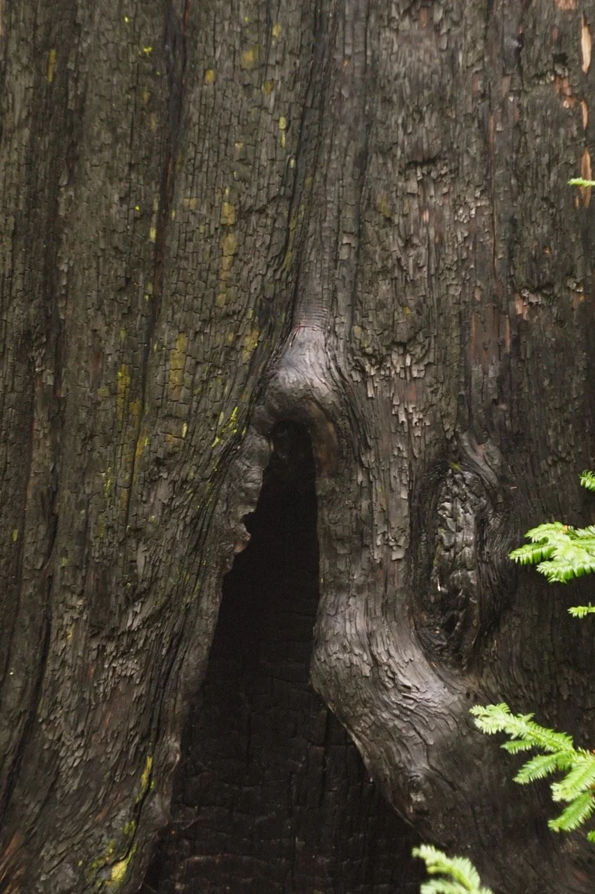 big_basin_edited-21 Large.jpeg