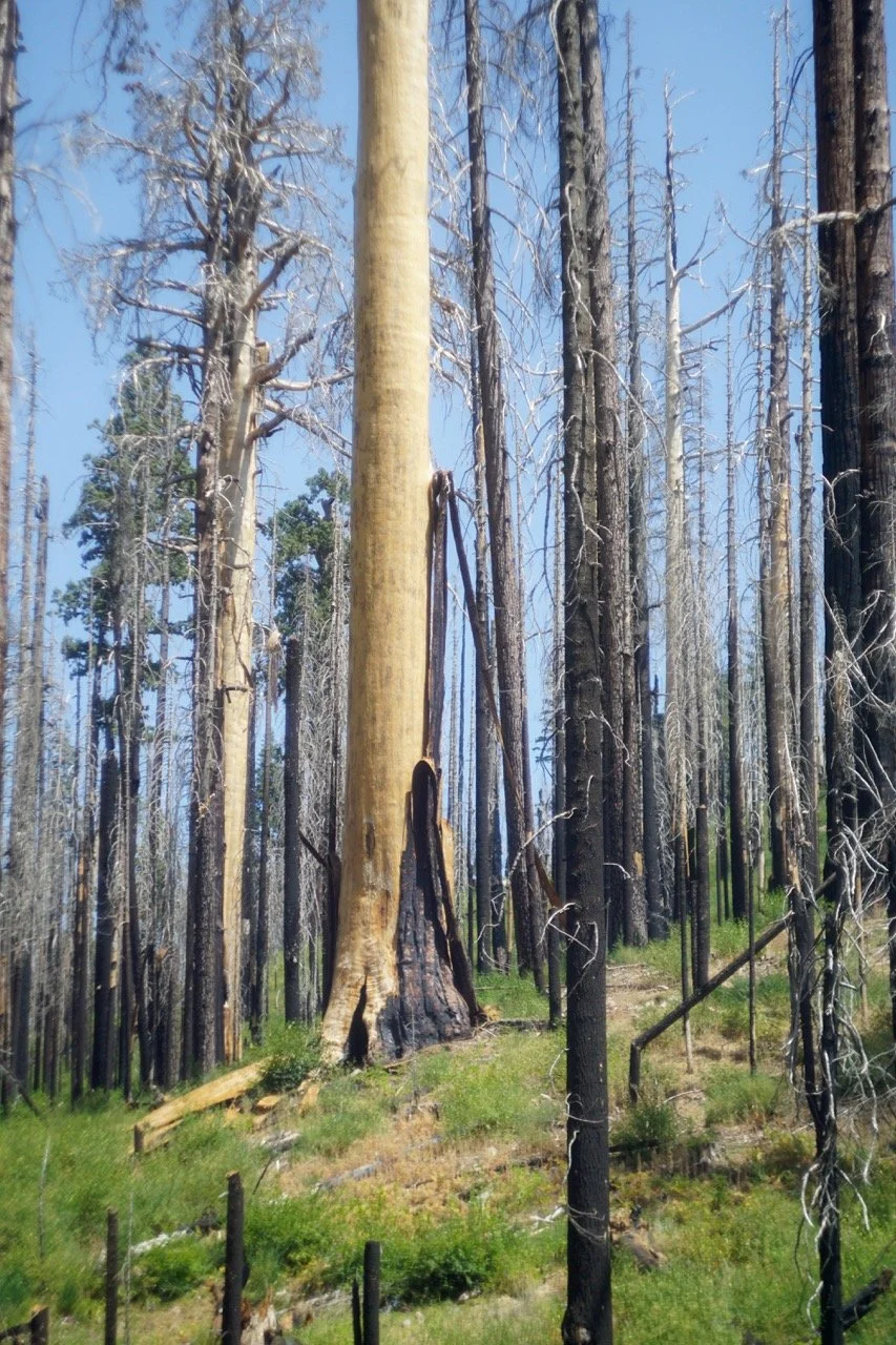 26 Sequoia-123 Large.jpeg