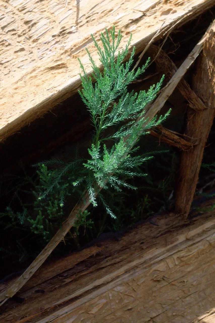 26 Sequoia-154 Large.jpeg