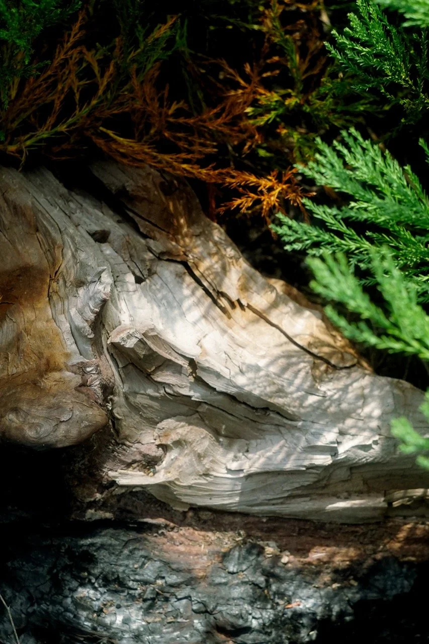 26 Sequoia-151 Large.jpeg
