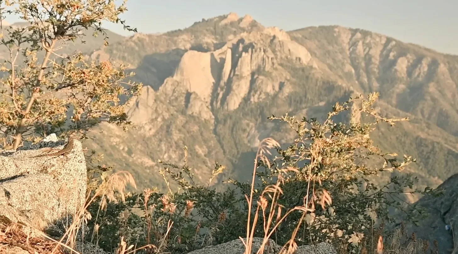 a warm landscape at golden hour looking out into the high peaks of the sierra mountains. pink and yellow grasses are in the foreground with a lizard on a rock