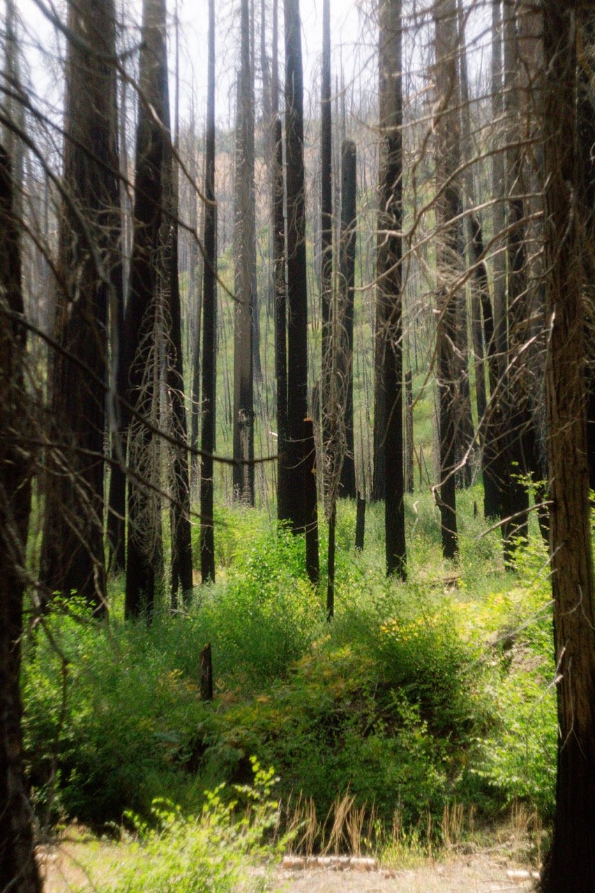 26 Sequoia-135 Large.jpeg