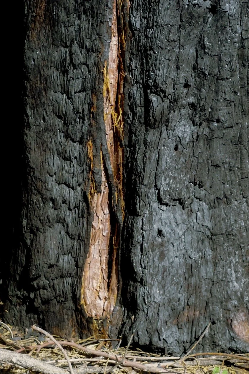 26 Sequoia-174 Large.jpeg