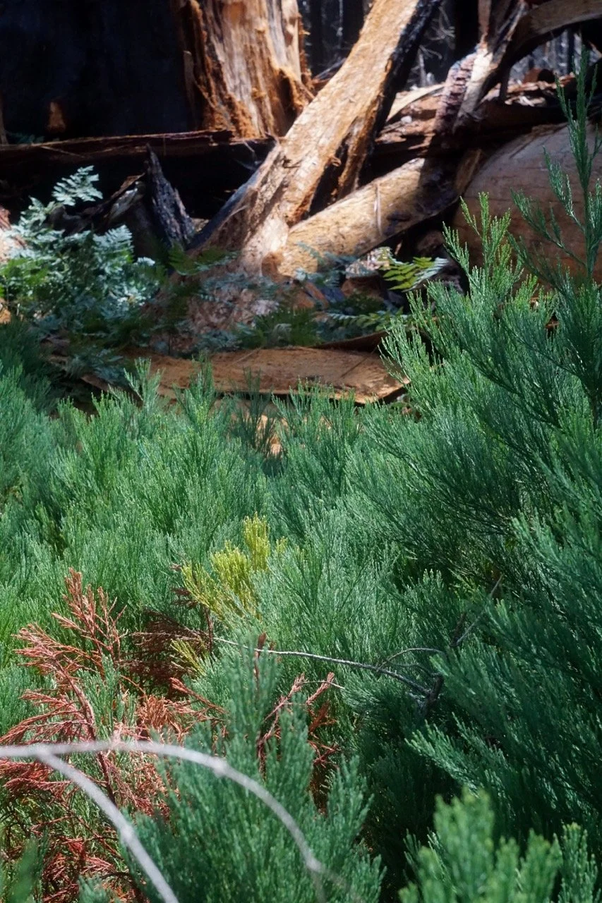 26 Sequoia-146 Large.jpeg