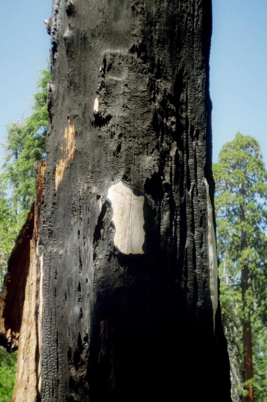 26 Sequoia-193 Large.jpeg