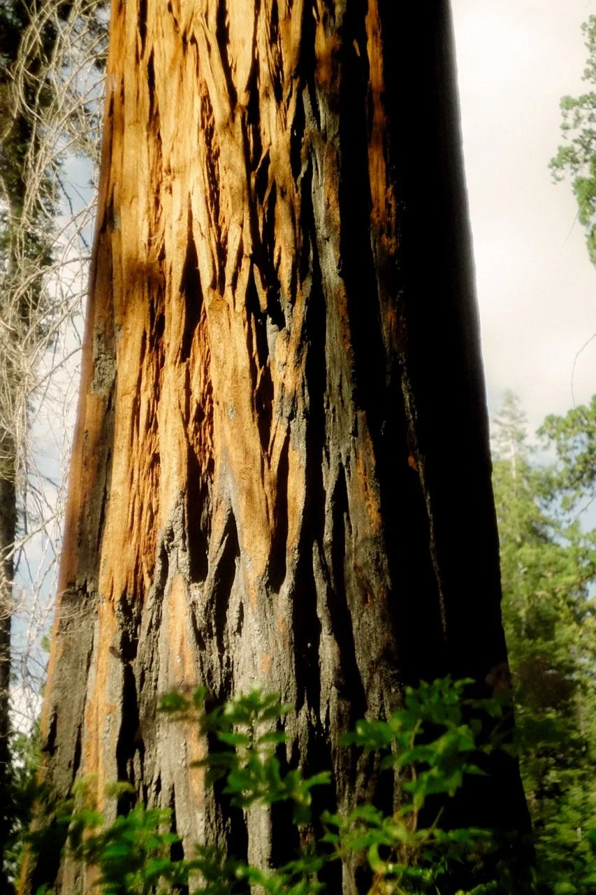 26 Sequoia-178 Large.jpeg