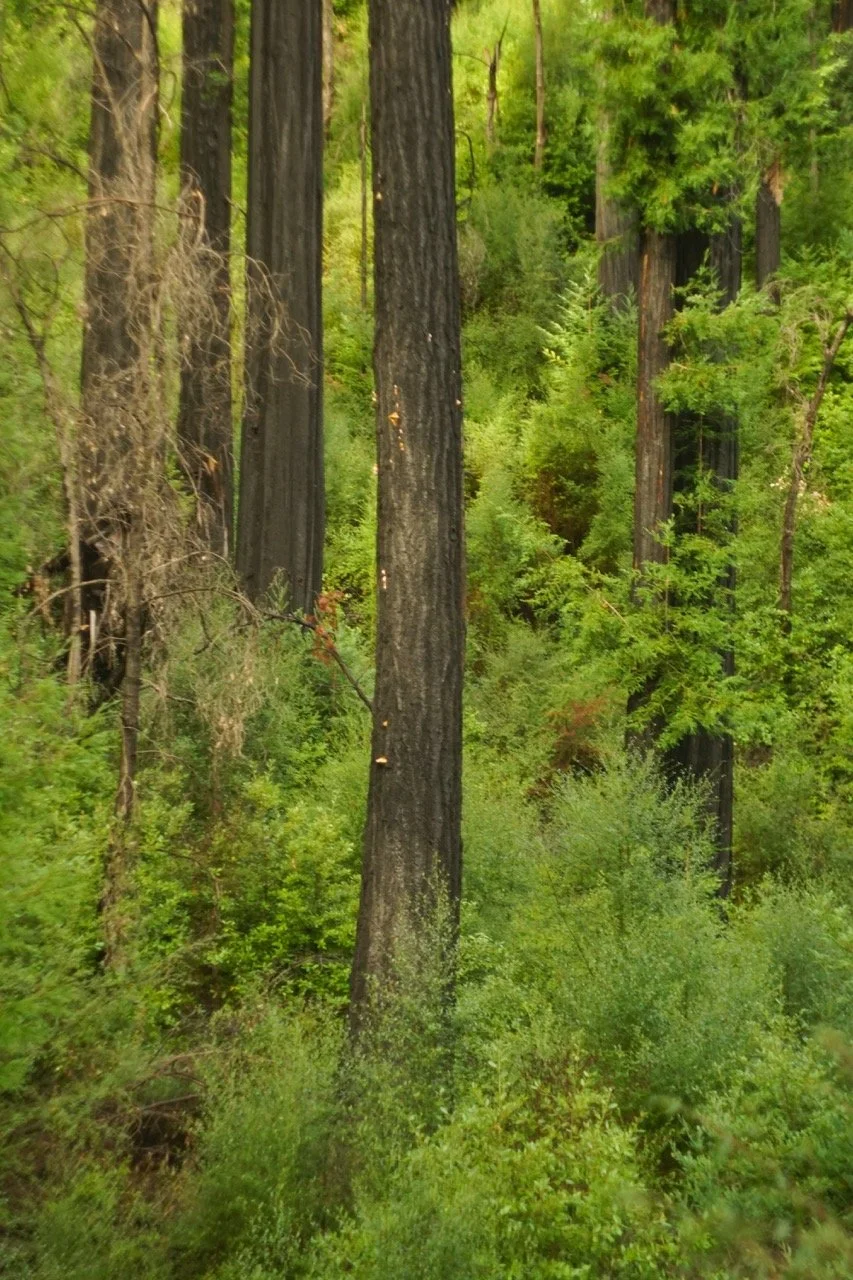 big_basin_edited-09 Large.jpeg