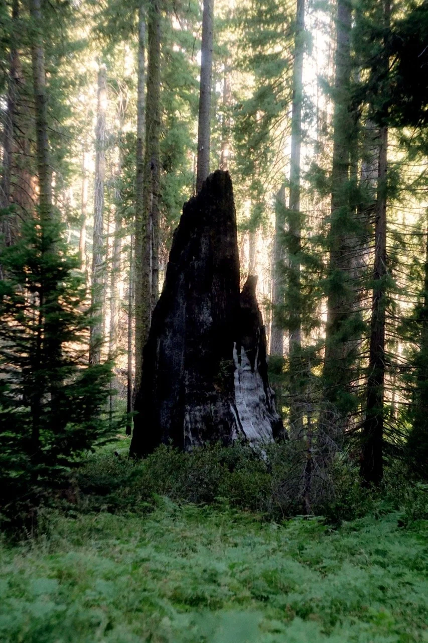 26 Sequoia-241 Large.jpeg