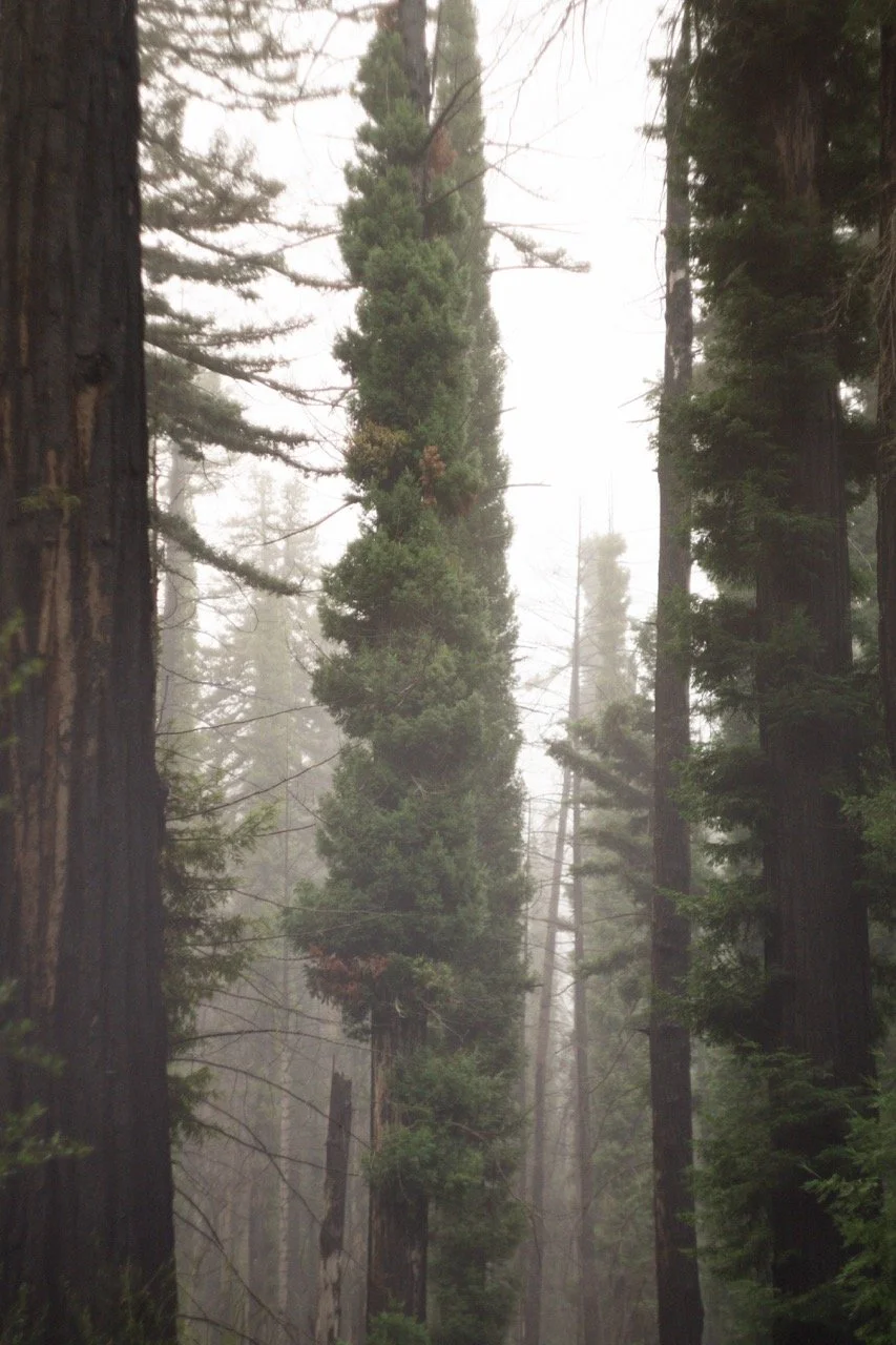 big_basin_edited-66 Large.jpeg