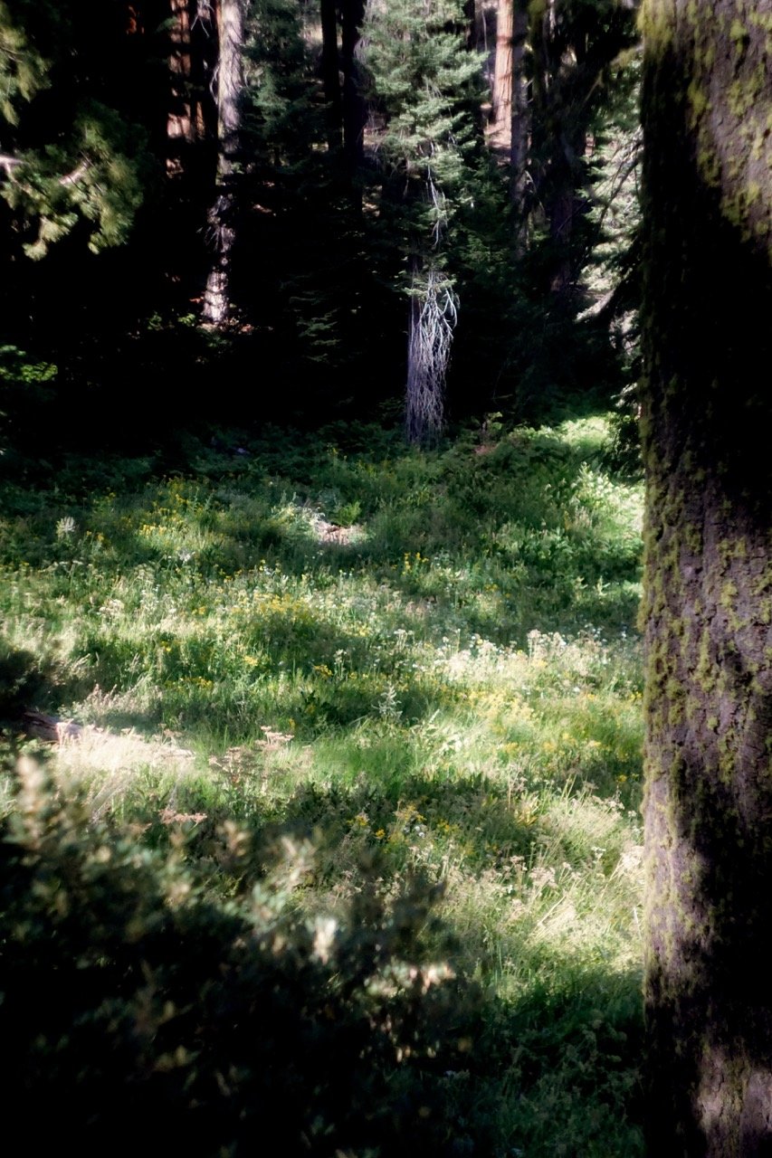 26 Sequoia-213 Large.jpeg