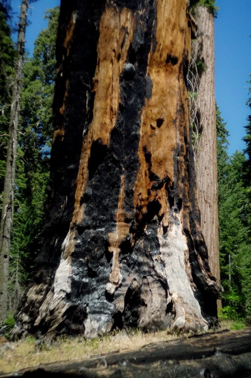 26 Sequoia-205 Large.jpeg