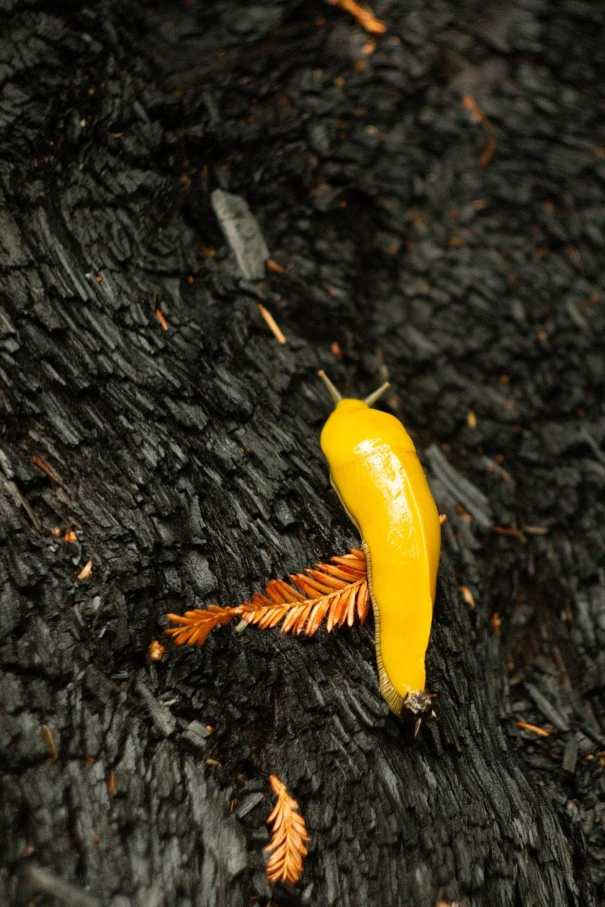 big_basin_edited-38 Large.jpeg