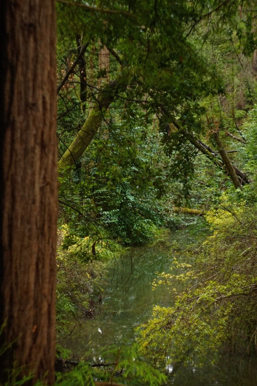 big_basin_edited-32 Large.jpeg