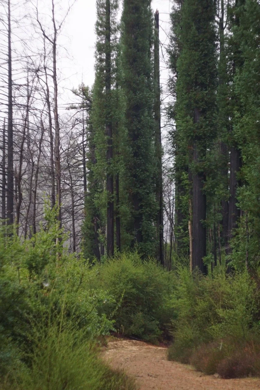 big_basin_edited-27 Large.jpeg