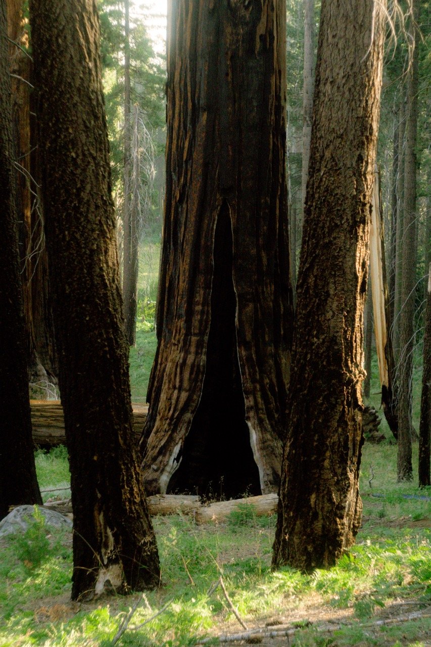 26 Sequoia-236 Large.jpeg