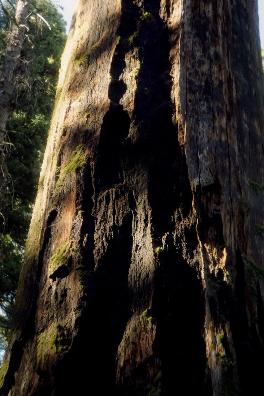 26 Sequoia-221 Large.jpeg