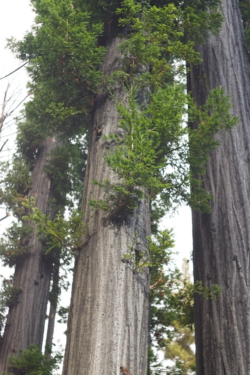 big_basin_edited-23 Large.jpeg