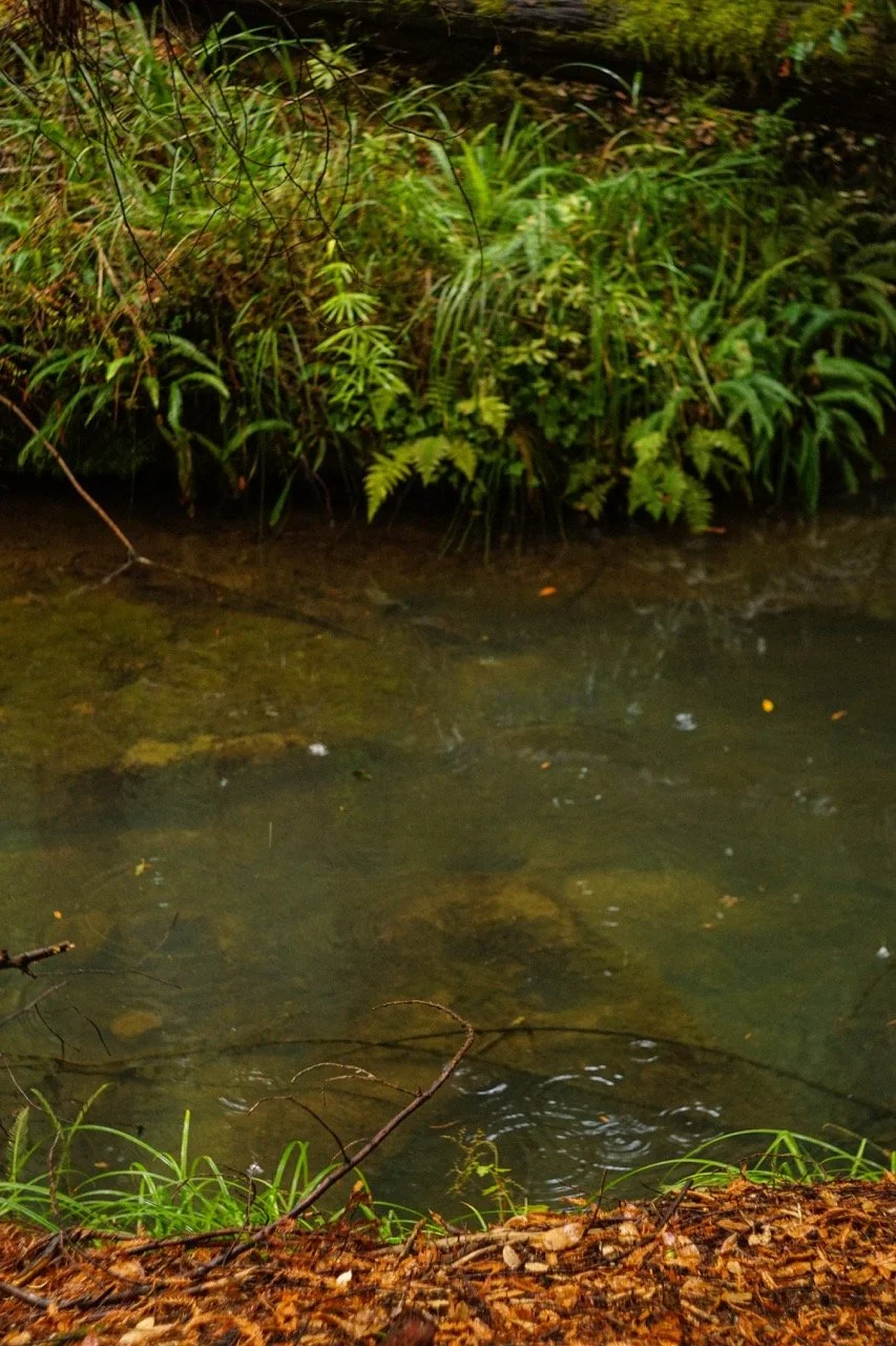 big_basin_edited-33 Large.jpeg