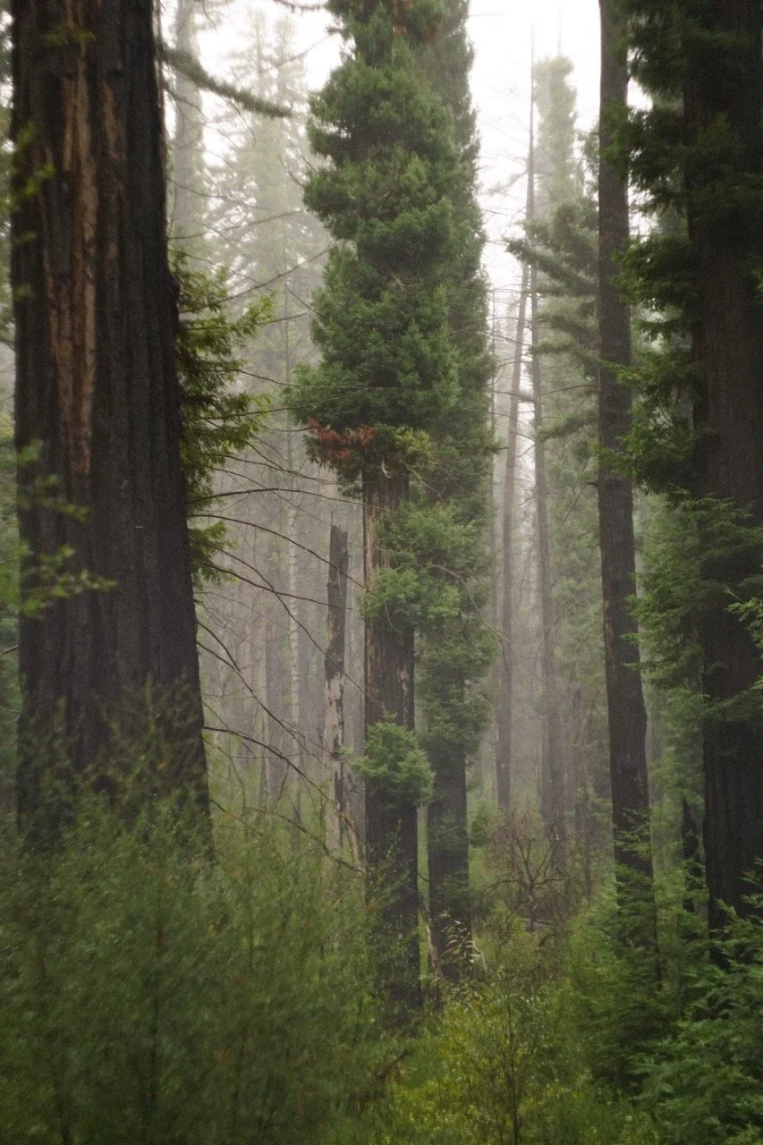 big_basin_edited-65 Large.jpeg