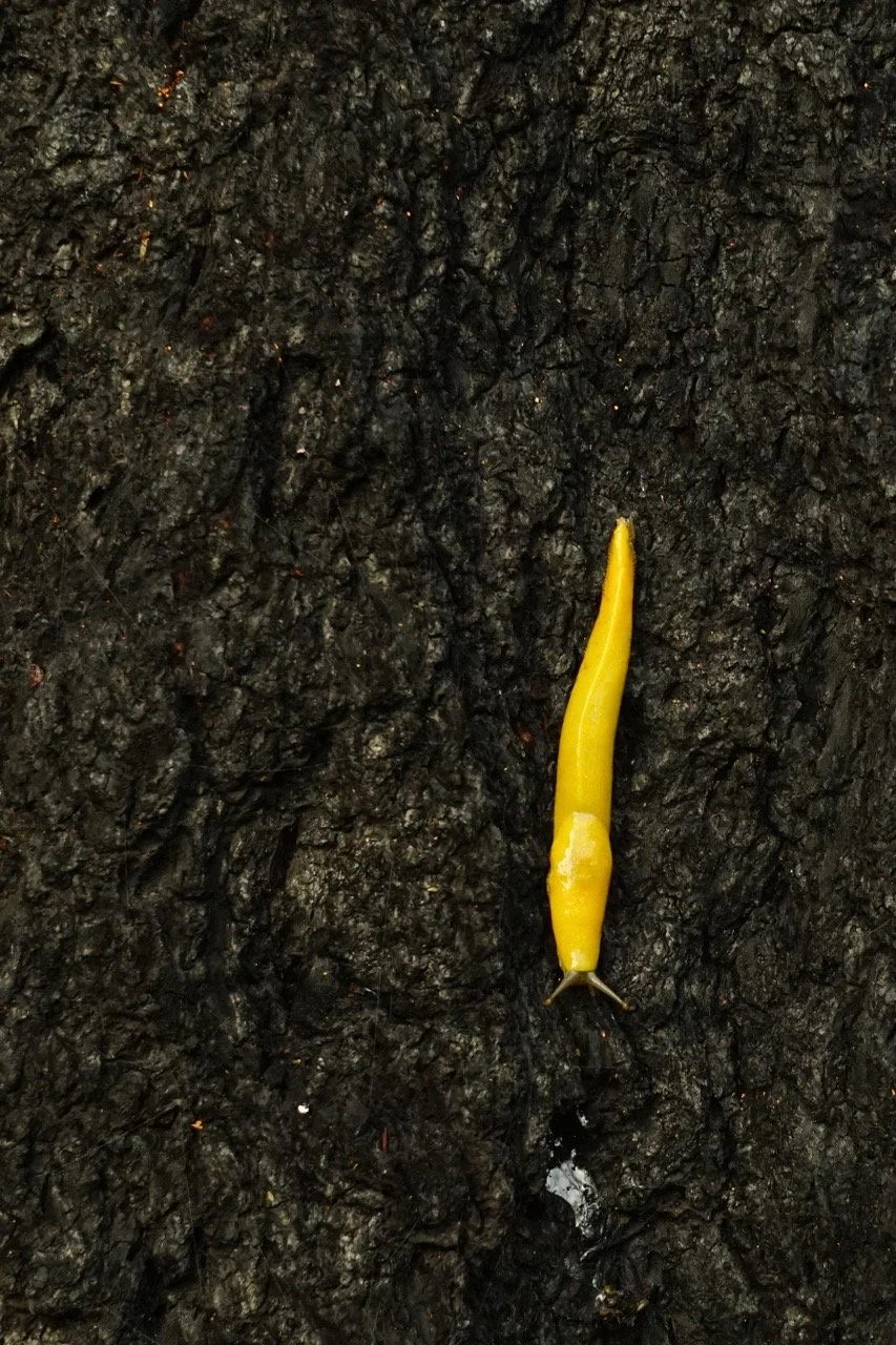 big_basin_edited-24 Large.jpeg