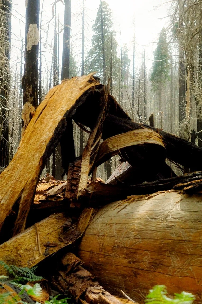 26 Sequoia-163 Large.jpeg