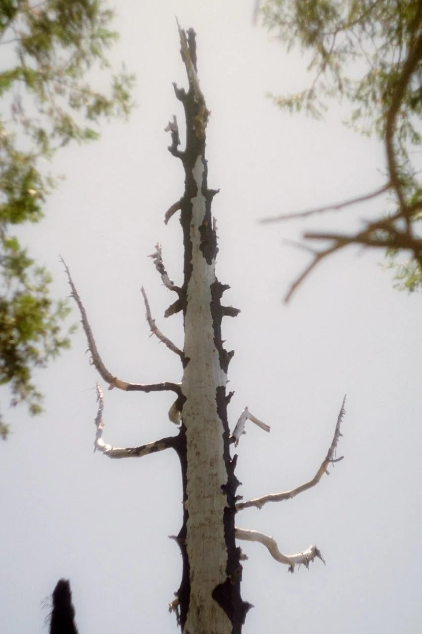 26 Sequoia-192 Large.jpeg