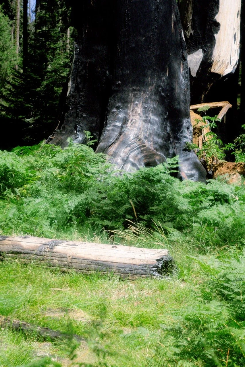 26 Sequoia-202 Large.jpeg