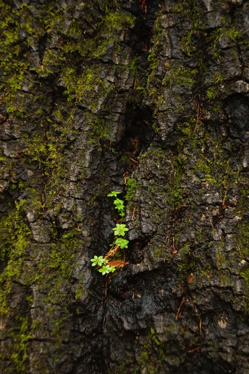 big_basin_edited-40 Large.jpeg